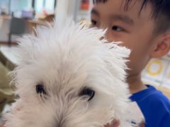 -翊宠yipet猫狗购宠庄园