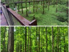 -黄海国家森林公园