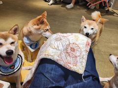 -逗柴咖啡屋·狗咖猫咖宠物桌游