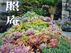 -寂照庵