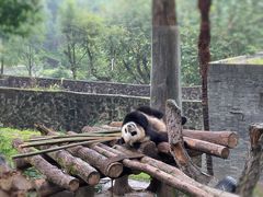 -都江堰中华大熊猫苑