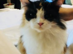 -Pets First伊珊娜洗护·精致美容·家庭式寄养(新会路店)