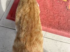 -阳澄湖大闸蟹·琼灵阁牌品牌连锁(吴中总店)