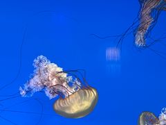 -太平洋海底世界