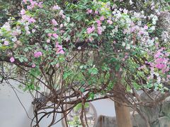 -深圳国际园林花卉博览园