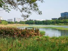 -华侨城湿地公园