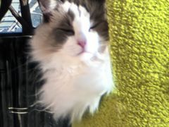 -纳吉亚猫专科动物医院·北北分院