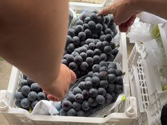 -马陆小张葡萄园农家乐