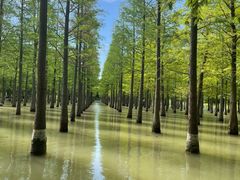 -泗洪洪泽湖湿地景区