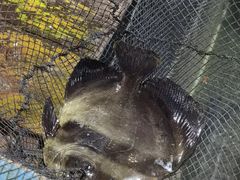 -蓝湾碧波·老字号·疍家非遗海上餐厅
