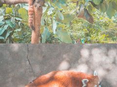-昆明动物园