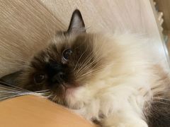 -藏猫猫咖啡主题馆(中央大道店)