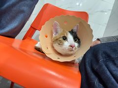-伟伟宠物医院·CT影像中心·瑞派犬猫综合性门诊(汉口总院)