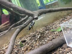 -上海昆虫博物馆