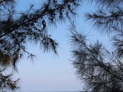 -广东惠东海龟国家级自然保护区