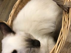 -共舞时光猫咖·狗咖(新街口店)