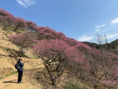 -新建村梅花
