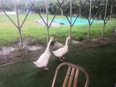 -上海海湾国家森林公园