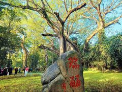 -瑞丽独树成林风景区