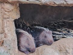 -海南热带野生动植物园