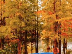 -白鹭湾湿地公园