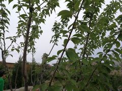 -大连金石滩绿发温泉假日酒店