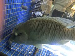 -荣轩(新荣记环球金融中心店)