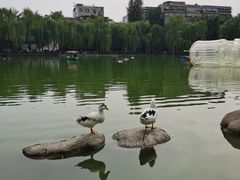 -莲湖公园