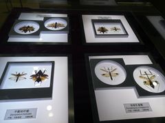 -上海昆虫博物馆