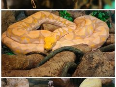 -广州长隆野生动物世界