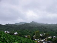 -龙井村