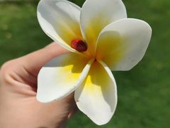 -西双版纳原始森林公园