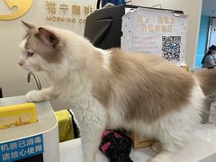 -泰国佛·塔罗·泰牌狐仙古曼
