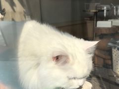 -飞行喵MR PILOT|猫舍·猫咖(静安大融城店)