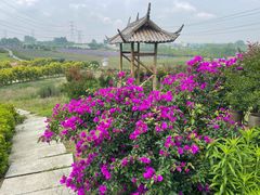 -紫颐香薰山谷景区