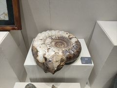 -安徽省地质博物馆