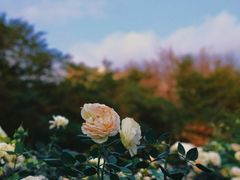 -人民公园(罗湖区)