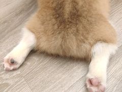 -浣熊柯尔鸭土拨鼠·电玩咖