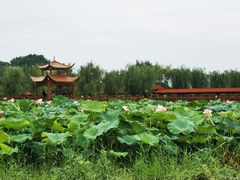 -金色田园农家乐餐厅
