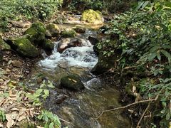 -莫里热带雨林景区