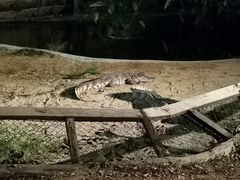 -清迈夜间动物园