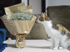 -乐派堂宠物医院·猫友好· 心脏科(东街店)