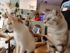 -平行世界·猫咖(首经贸店)