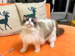 -猫大福·Fortune Cat猫舍(百子湾店)