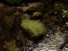 -海南热带雨林国家公园吊罗山景区