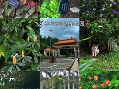 -深圳仙湖植物园
