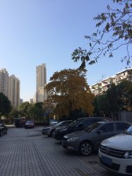 -复旦大学附属妇产科医院(杨浦院区)