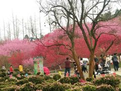 -秀丽东方