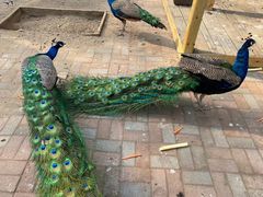 -长白岛森林公园