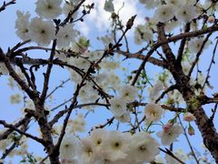 -天适樱花悠乐园